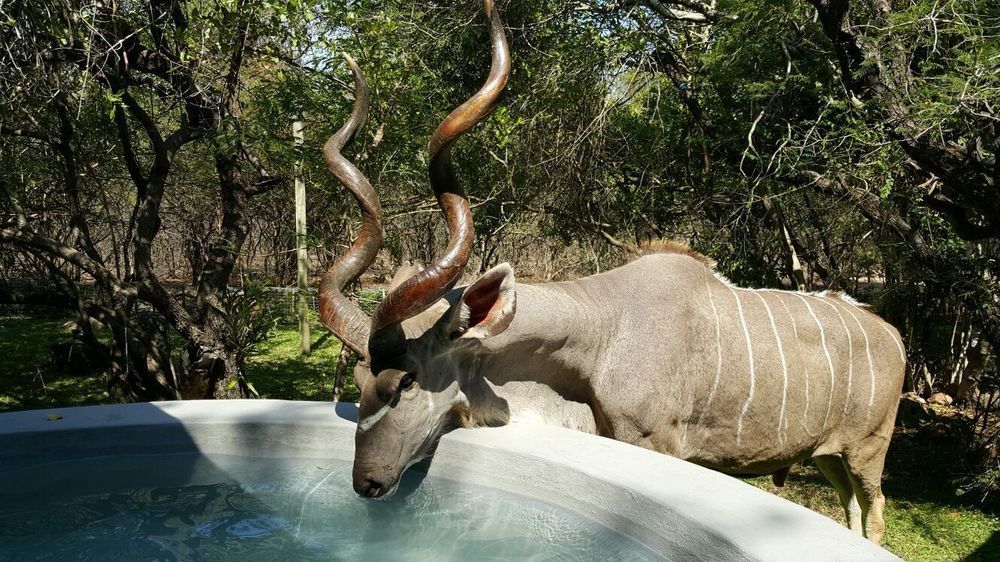 De Bruine Huis Marloth Park Exterior foto